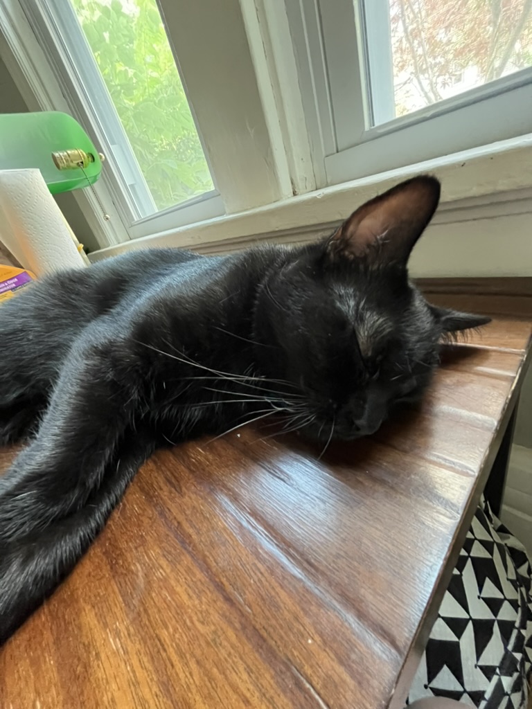 A picture of a black cat