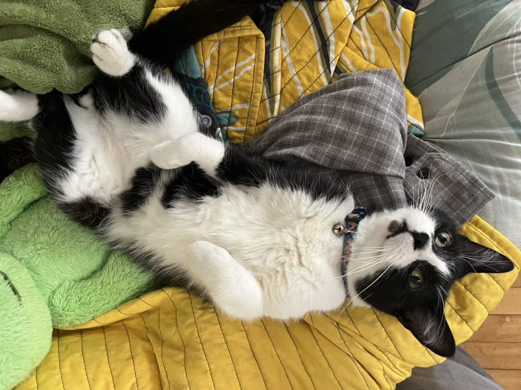 A picture a black and white cat