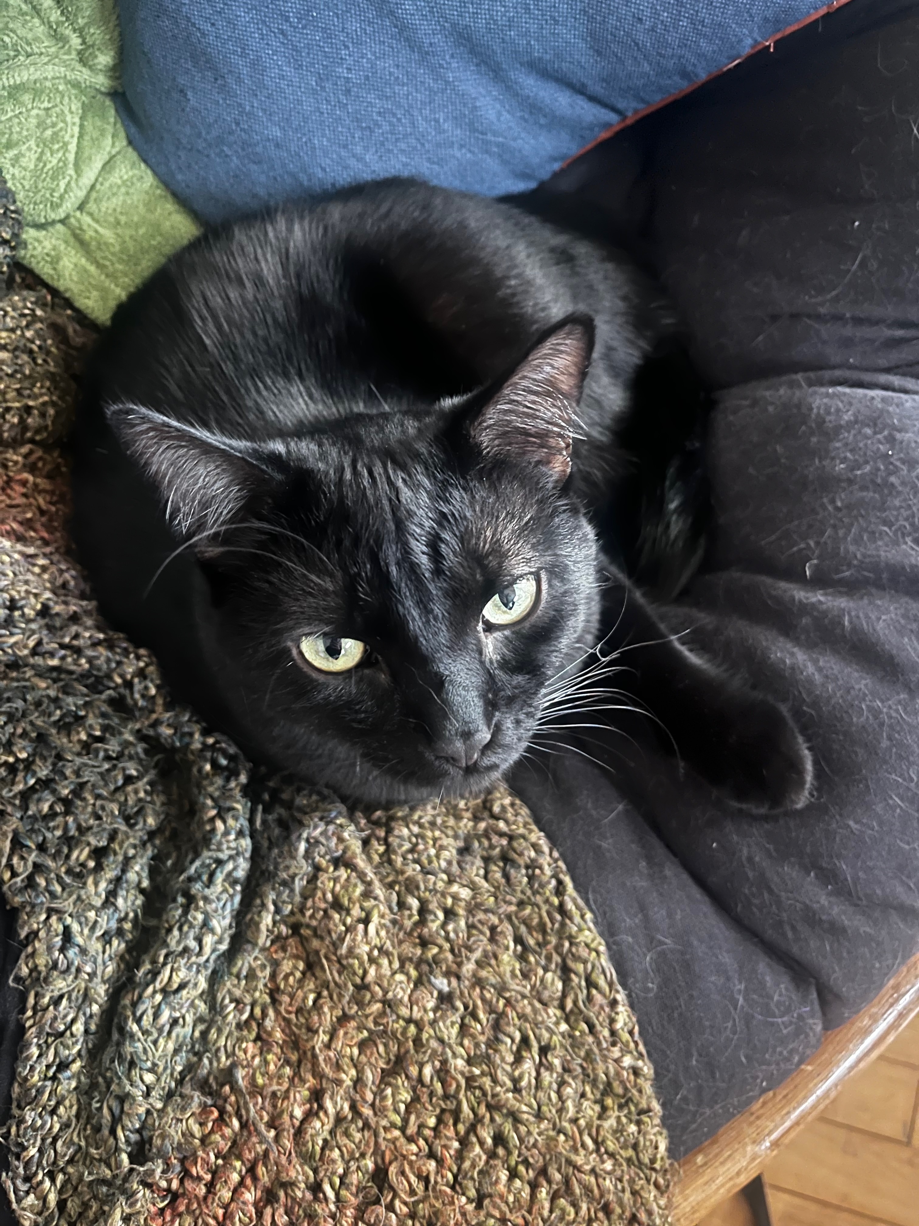 Picture of Hiccup
