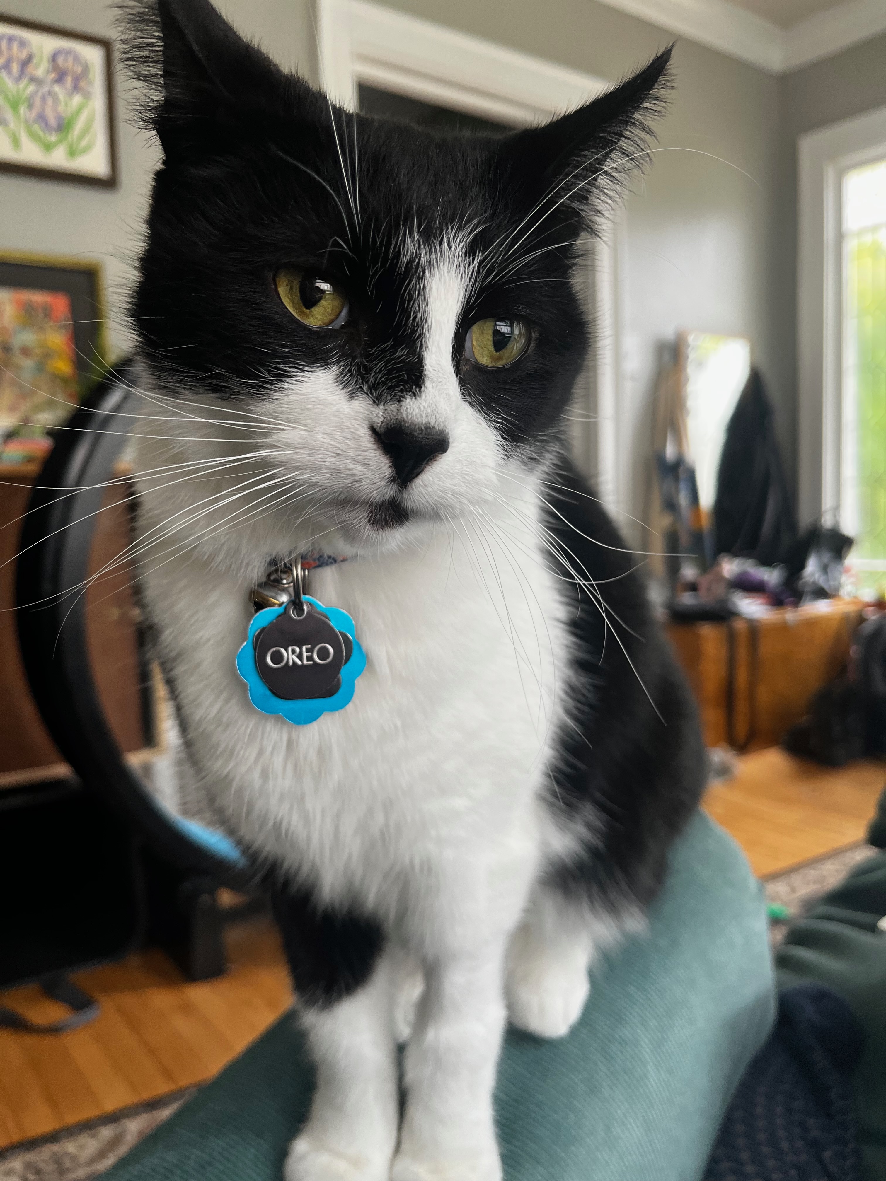 Picture of Oreo